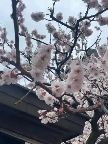 湯島天満宮の自然