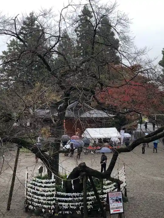 高麗神社の自然