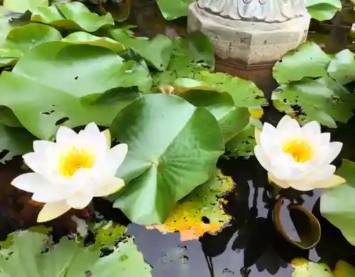 真言宗　善通寺派　薬王寺の自然