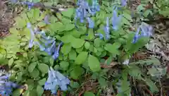 帯廣神社の自然