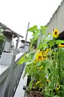 伊勢山皇大神宮(神奈川県)