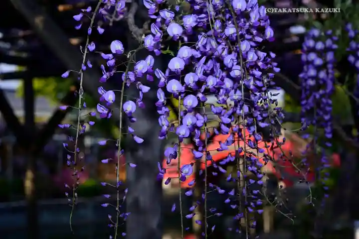 亀戸天神社の自然
