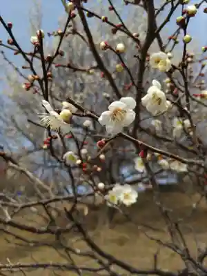 宝登山神社奥宮(埼玉県)