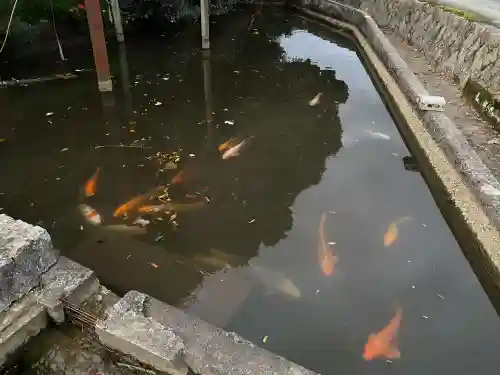嘉川八幡宮(山口県)