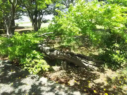 北野神社の自然