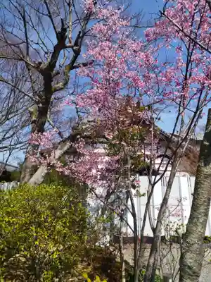 高台寺（高台寿聖禅寺・高臺寺）の自然