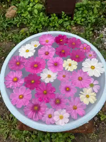 般若寺 ❁﻿コスモス寺❁(奈良県)