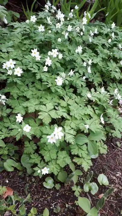 虻田神社の自然