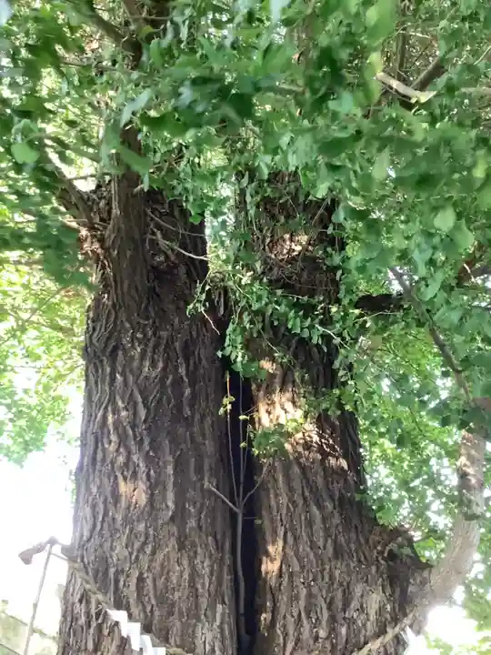 堤治神社の自然