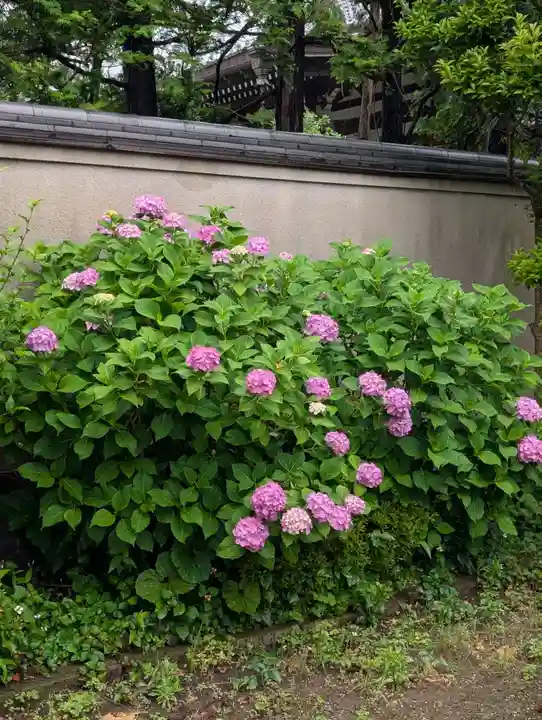 白山神社(東京都)
