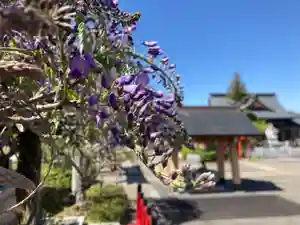 總社 和田八幡宮の自然(2022年04月18日(月) 19時18分54秒投稿)