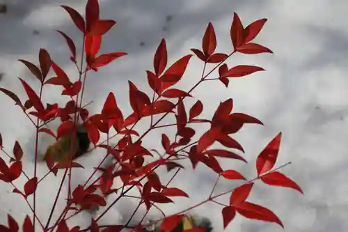 豊景神社の自然