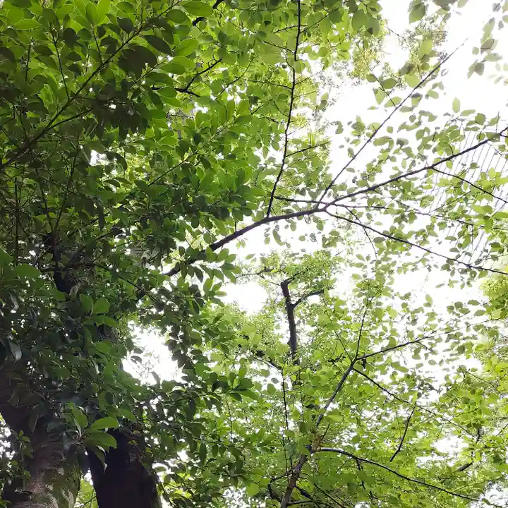 愛宕神社の自然