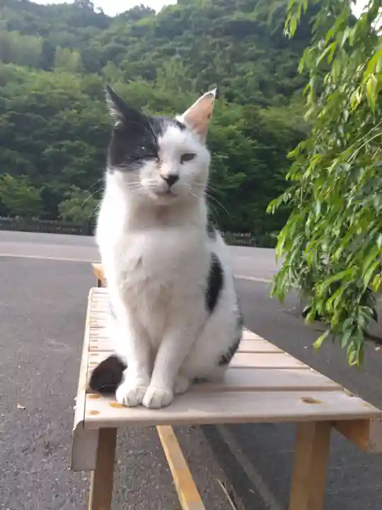 御誕生寺(猫寺)(福井県)