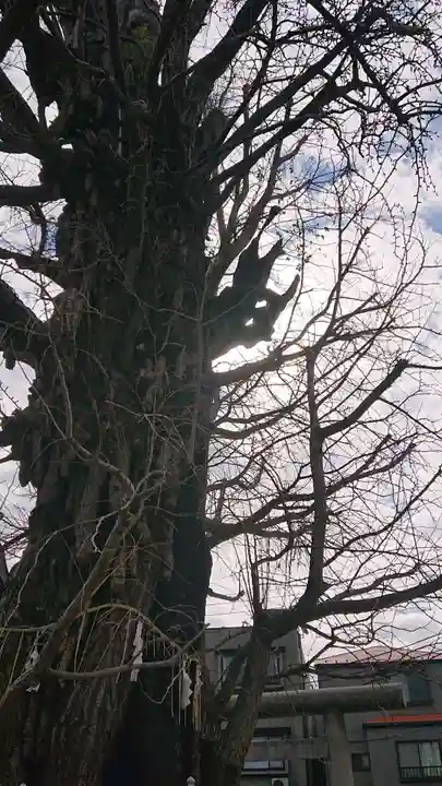 飛木稲荷神社の自然