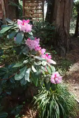 仁科神明宮の自然