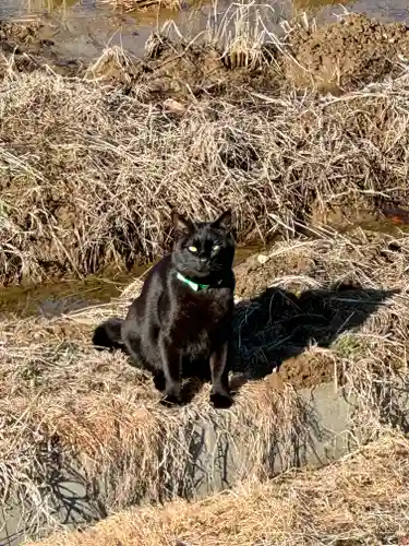 高司神社〜むすびの神の鎮まる社〜の動物