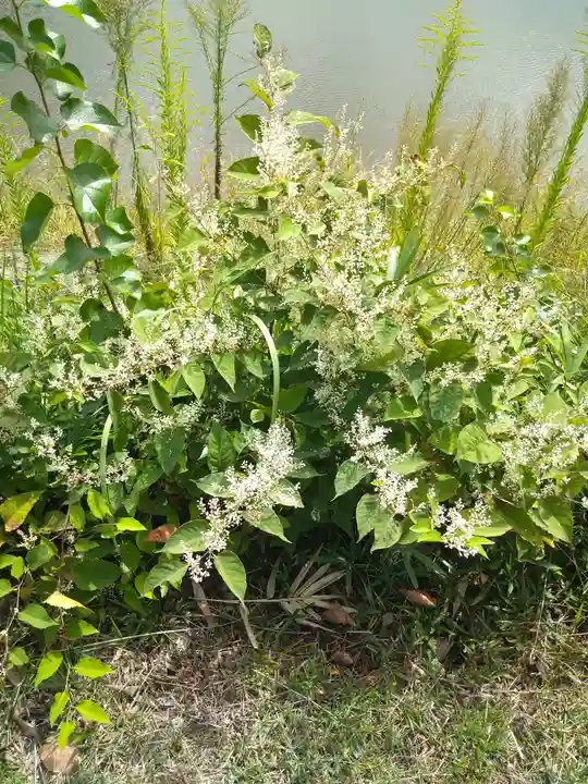 木華佐久耶比咩神社の自然