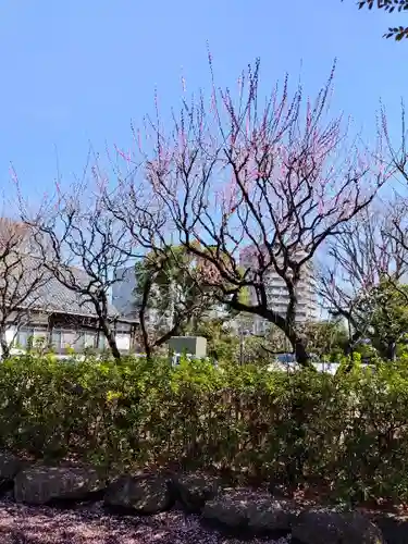 新井天神北野神社の自然