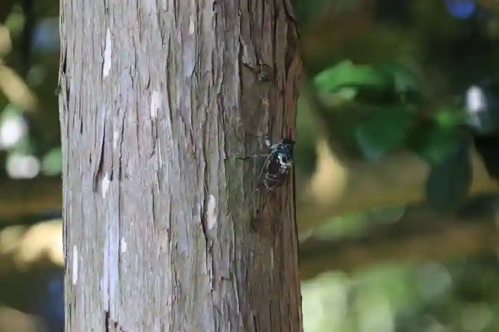 阿久津「田村神社」(郡山市阿久津町)旧社名:伊豆箱根三嶋三社の自然