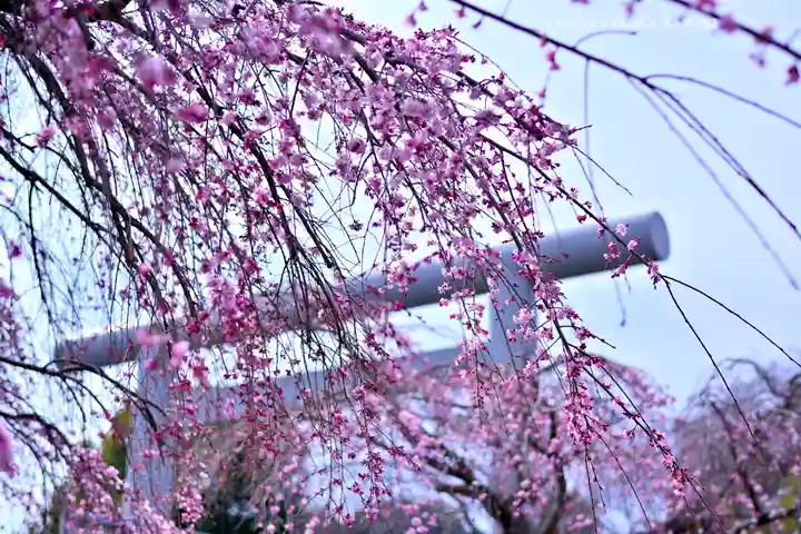 櫻木神社(千葉県)