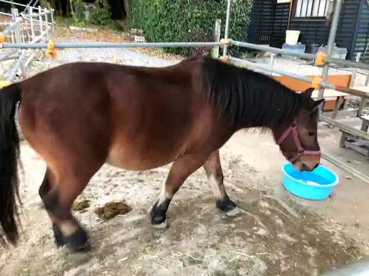 八幡神社(妻木)(岐阜県)