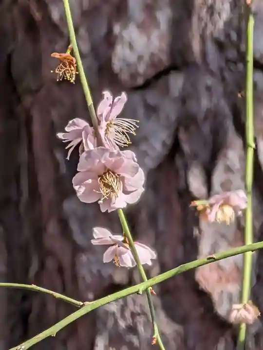 玄国寺(東京都)