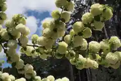 甲斐奈神社の自然