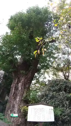 雉子神社の自然