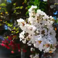 三津厳島神社の自然