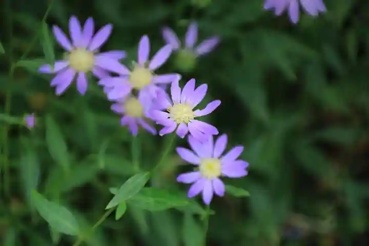 阿邪訶根神社の庭園