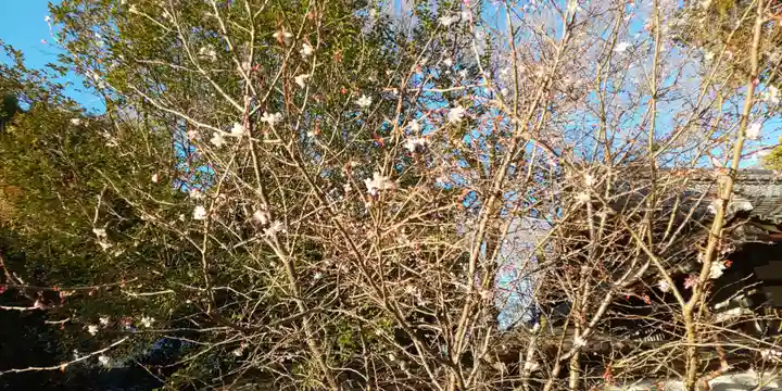 平野神社(京都府)