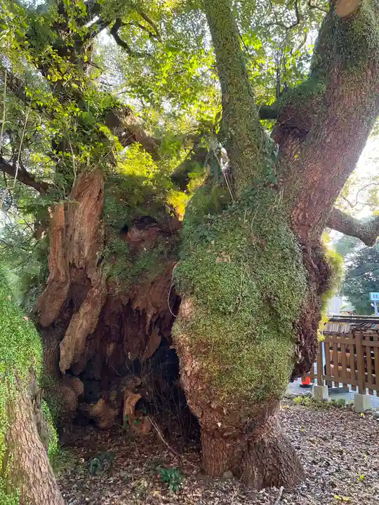 富知六所浅間神社の自然