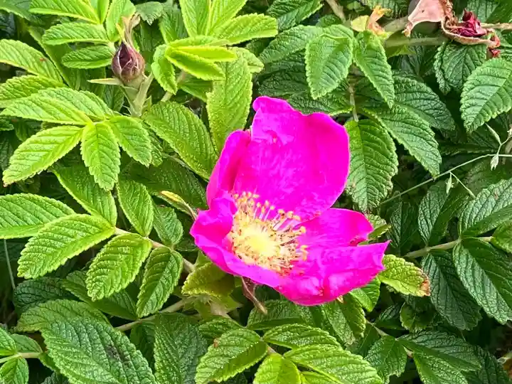 水富稲荷神社(北海道)