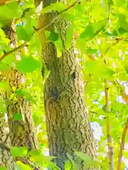 成田熊野神社の自然