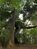 犬成神社の自然