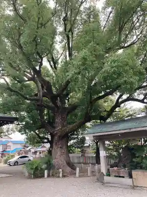 金岡神社の自然