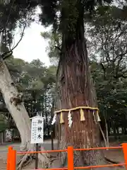 息栖神社の自然