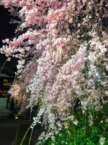 宝勝山　南藏院   蓮光寺の庭園