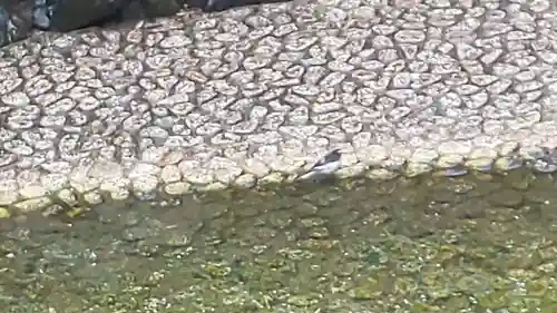 賀茂御祖神社（下鴨神社）の動物