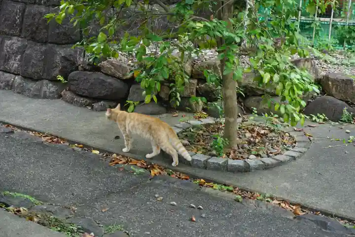 天王坊稲荷神社の動物