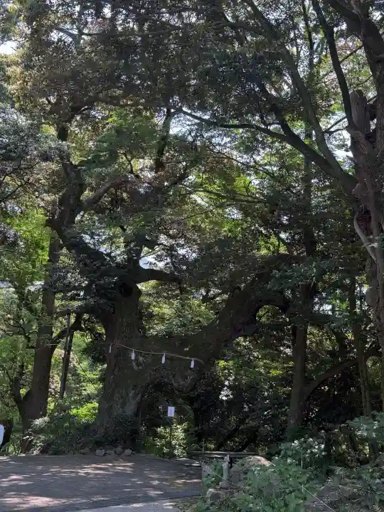 椎尾山薬王院の{uncategorized: "未分類", other: "その他", undefined: "問題あり", building: "その他建物", grave: "お墓", sacred_gate: "鳥居", guardian: "狛犬", statue: "像", buddha: "仏像", history: "歴史", nature: "自然", garden: "庭園", animal: "動物", pagoda: "塔", temizu: "手水舎", mountain_gate: "山門・神門", sanctuary: "本殿・本堂", subordinate: "末社・摂社", art: "芸術", scenery: "景色", jizo: "地蔵", ema: "絵馬", goshuin: "御朱印", omikuji: "おみくじ", items: "授与品その他", amulet: "お守り", goshuincho: "御朱印帳", eats: "食事", festival: "お祭り", votive_dance: "神楽", shichigosan: "七五三参", wedding: "結婚式", experience: "体験その他", initially: "初詣", around: "周辺", anti_infection: "感染症対策"}