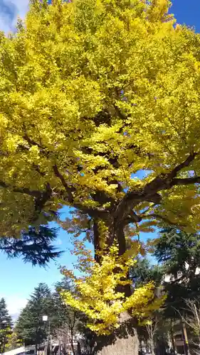 櫻岡大神宮の自然