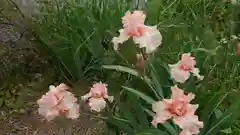 平野神社の自然