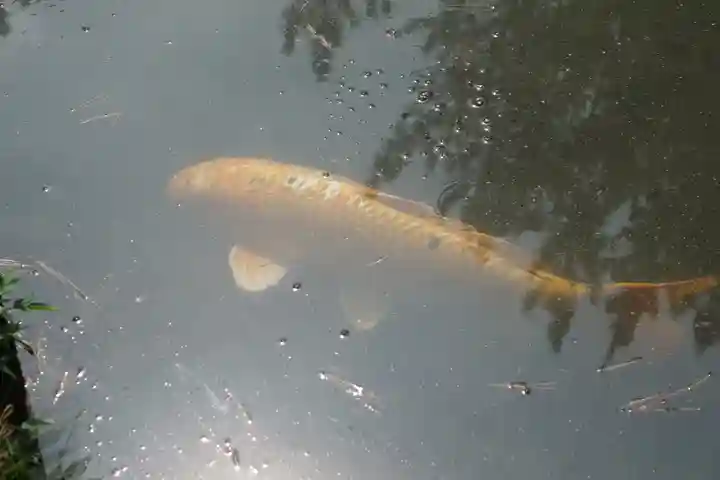 備中国總社(岡山県)