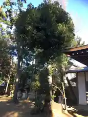 天沼八幡神社の建物その他