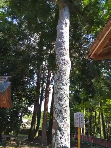 日吉大社(滋賀県)