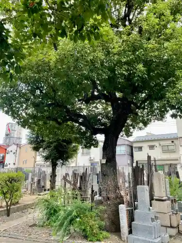 宗林寺(東京都)