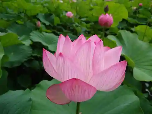 伊賀八幡宮の自然