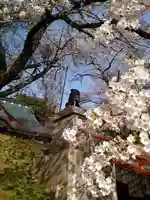 福泉寺の狛犬